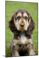 English Cocker Spaniel Puppy in Garden-null-Mounted Photographic Print