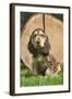 English Cocker Spaniel Puppy in Garden-null-Framed Photographic Print