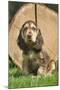 English Cocker Spaniel Puppy in Garden-null-Mounted Photographic Print