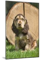 English Cocker Spaniel Puppy in Garden-null-Mounted Photographic Print