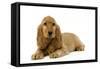 English Cocker Spaniel Puppy in Studio-null-Framed Stretched Canvas