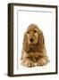 English Cocker Spaniel Puppy in Studio-null-Framed Photographic Print