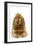 English Cocker Spaniel Puppy in Studio-null-Framed Photographic Print