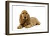 English Cocker Spaniel Puppy in Studio-null-Framed Photographic Print