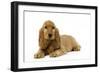 English Cocker Spaniel Puppy in Studio-null-Framed Photographic Print
