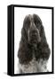 English Cocker Spaniel Sitting in Studio-null-Framed Stretched Canvas