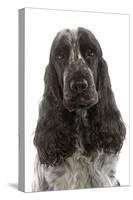 English Cocker Spaniel Sitting in Studio-null-Stretched Canvas