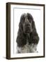 English Cocker Spaniel Sitting in Studio-null-Framed Photographic Print