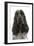 English Cocker Spaniel Sitting in Studio-null-Framed Photographic Print