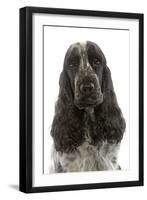 English Cocker Spaniel Sitting in Studio-null-Framed Photographic Print