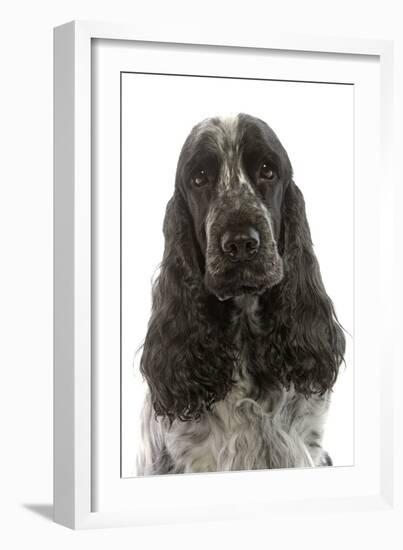 English Cocker Spaniel Sitting in Studio-null-Framed Photographic Print