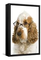 English Cocker Spaniel Wearing Glasses-null-Framed Stretched Canvas