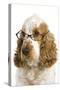 English Cocker Spaniel Wearing Glasses-null-Stretched Canvas