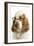 English Cocker Spaniel Wearing Glasses-null-Framed Photographic Print