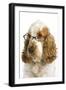 English Cocker Spaniel Wearing Glasses-null-Framed Photographic Print