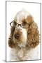 English Cocker Spaniel Wearing Glasses-null-Mounted Photographic Print