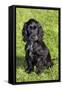 English Cocker Spaniel-null-Framed Stretched Canvas