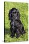 English Cocker Spaniel-null-Stretched Canvas