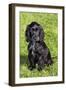 English Cocker Spaniel-null-Framed Premium Photographic Print