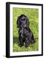 English Cocker Spaniel-null-Framed Premium Photographic Print