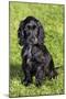 English Cocker Spaniel-null-Mounted Premium Photographic Print