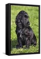 English Cocker Spaniel-null-Framed Stretched Canvas