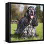 English Cocker Spaniel-null-Framed Stretched Canvas