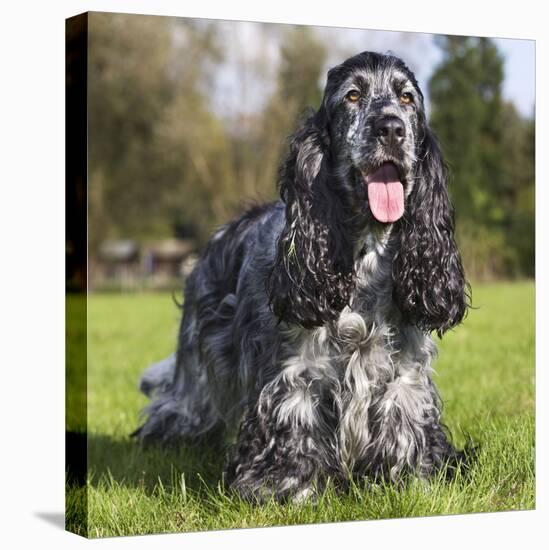 English Cocker Spaniel-null-Stretched Canvas