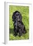 English Cocker Spaniel-null-Framed Photographic Print