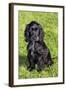 English Cocker Spaniel-null-Framed Photographic Print