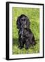 English Cocker Spaniel-null-Framed Photographic Print