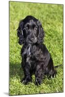 English Cocker Spaniel-null-Mounted Photographic Print