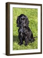 English Cocker Spaniel-null-Framed Photographic Print