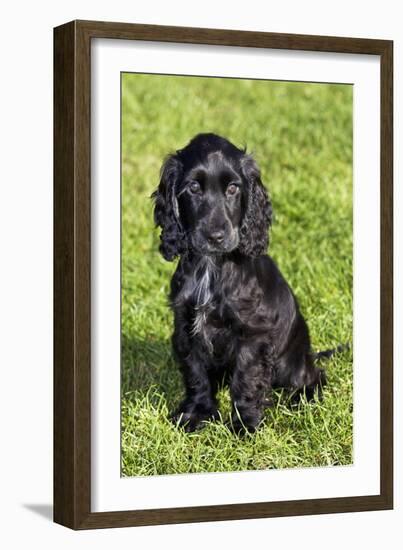 English Cocker Spaniel-null-Framed Photographic Print