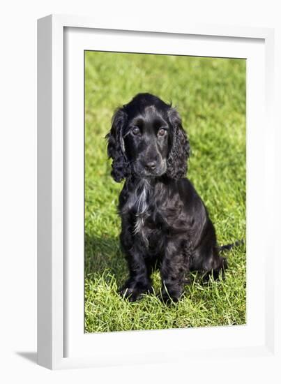 English Cocker Spaniel-null-Framed Photographic Print