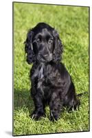 English Cocker Spaniel-null-Mounted Photographic Print