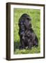 English Cocker Spaniel-null-Framed Photographic Print