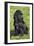 English Cocker Spaniel-null-Framed Photographic Print