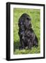 English Cocker Spaniel-null-Framed Photographic Print