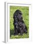 English Cocker Spaniel-null-Framed Photographic Print