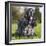 English Cocker Spaniel-null-Framed Photographic Print