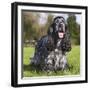 English Cocker Spaniel-null-Framed Photographic Print