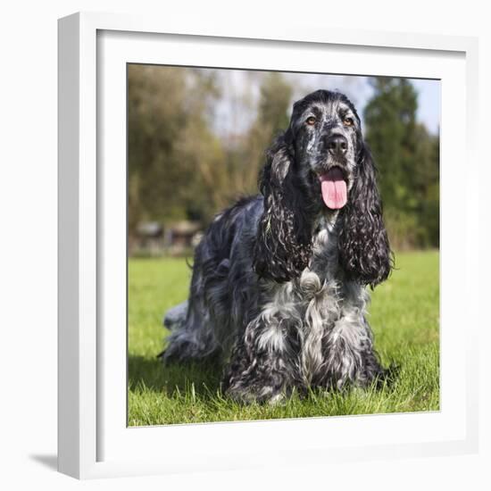 English Cocker Spaniel-null-Framed Photographic Print