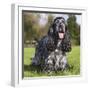 English Cocker Spaniel-null-Framed Photographic Print