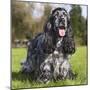 English Cocker Spaniel-null-Mounted Photographic Print