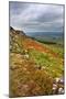 English Countryside-Mark Sunderland-Mounted Photographic Print