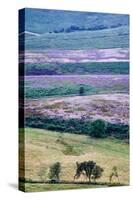 English Countryside-Mark Sunderland-Stretched Canvas