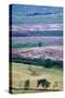 English Countryside-Mark Sunderland-Stretched Canvas