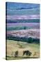 English Countryside-Mark Sunderland-Stretched Canvas