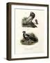 English Cropper, 1864-null-Framed Giclee Print